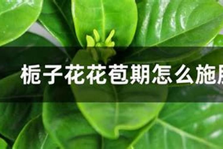 栀子花用什么肥料最好,怎么施肥