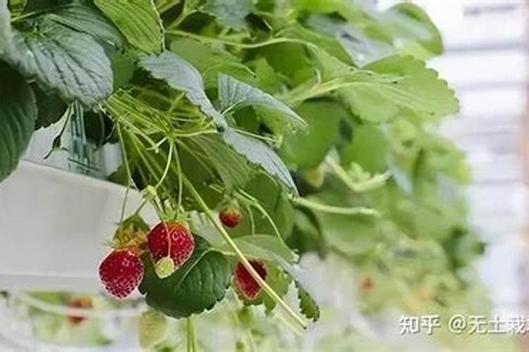 自制水溶肥配方比例