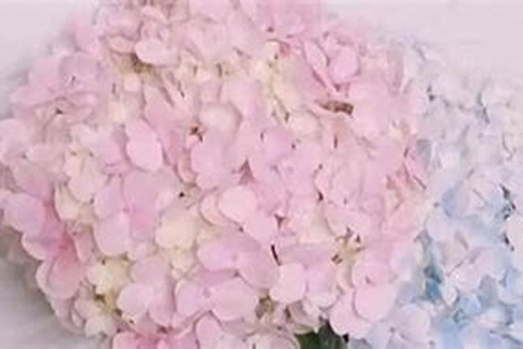 绣球花施肥时间和方法