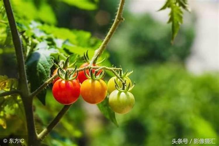 老师们番茄底肥都用什么好呢!