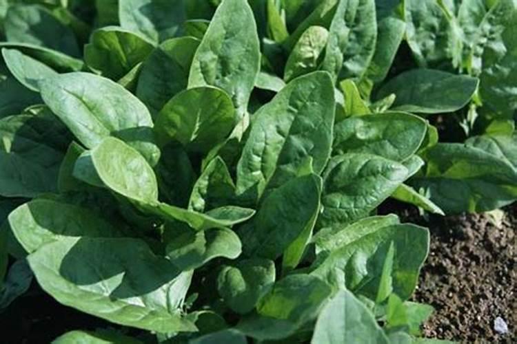 草莓移栽后多久施肥 草莓移栽后的施肥时间