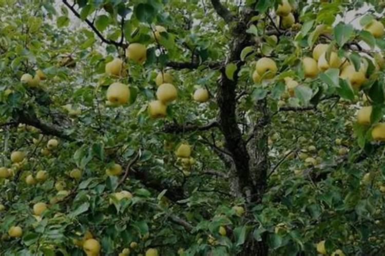 梨树保花保果用那些肥料好？梨树膨大期用什么肥料产量高？