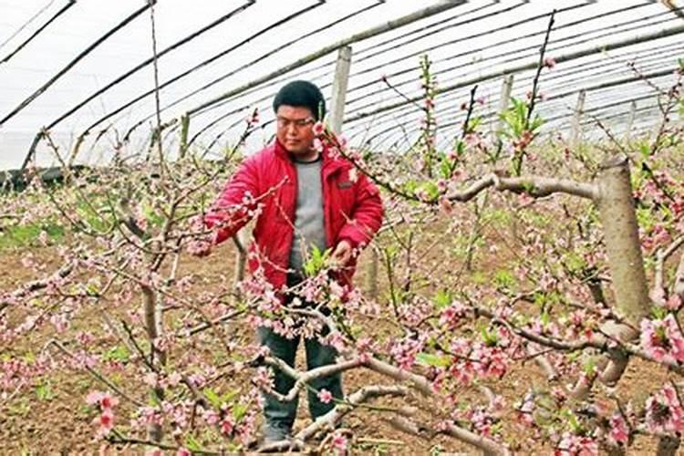 冬瓜高产施肥的正确方法(冬瓜怎么管理施肥才能丰收)