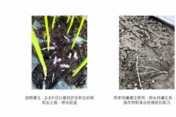 冬瓜怎么种植才能高产