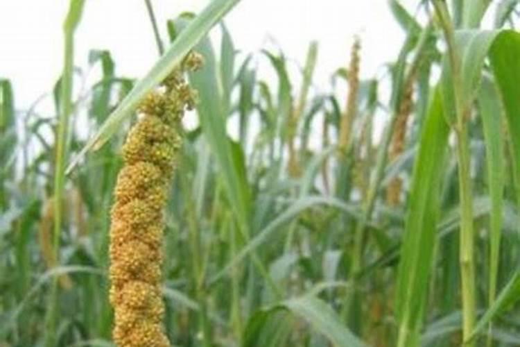 小米要怎么栽培