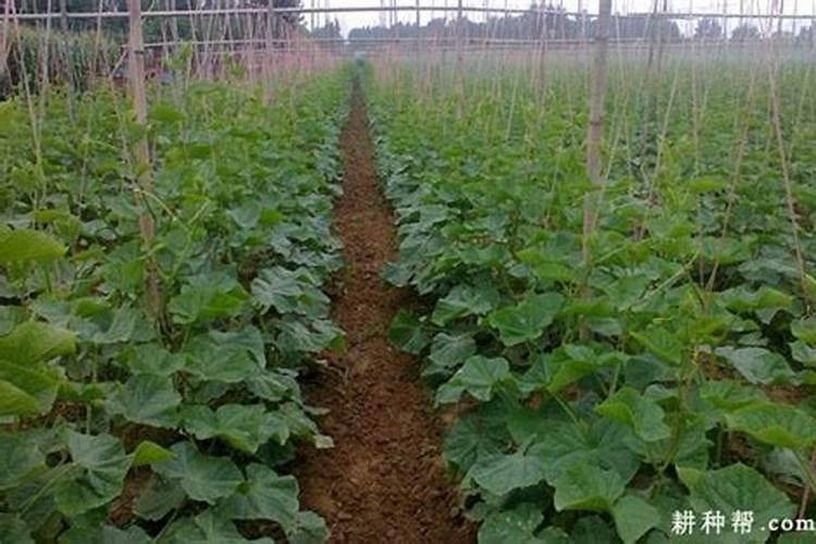 露地黄瓜怎样才能获得高产