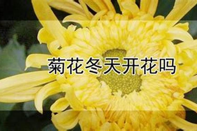 西红柿什么时候浇钙肥