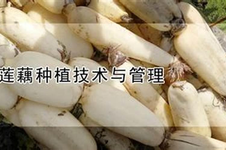 莲藕最好的肥料第一名