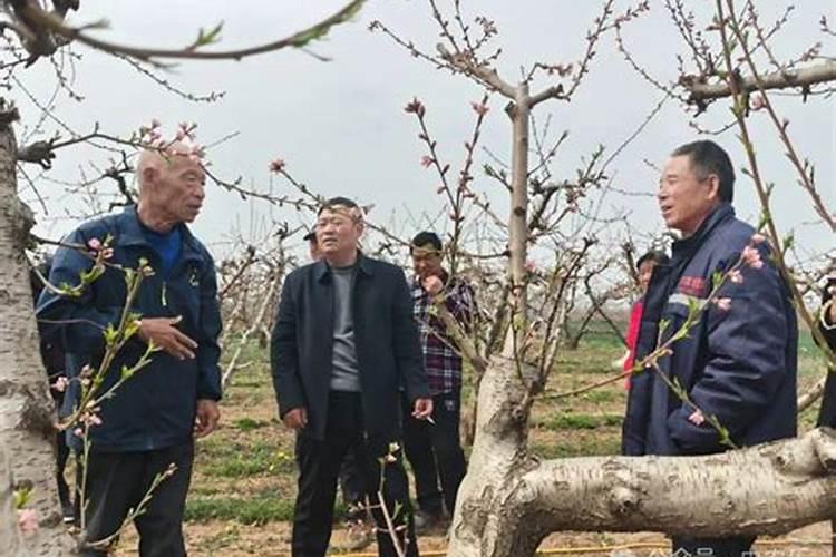 一年每亩土地果树须要多少硼酸