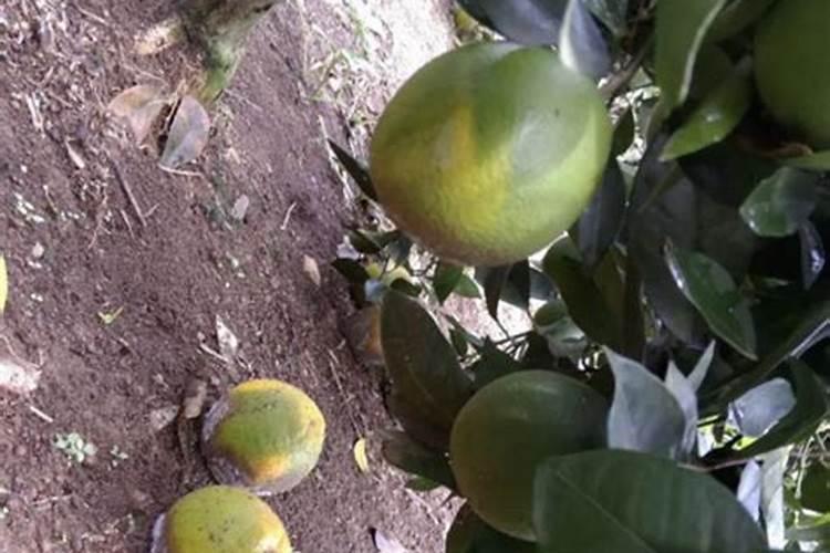 柑橘打了硫酸铜钙多久可以打叶面肥