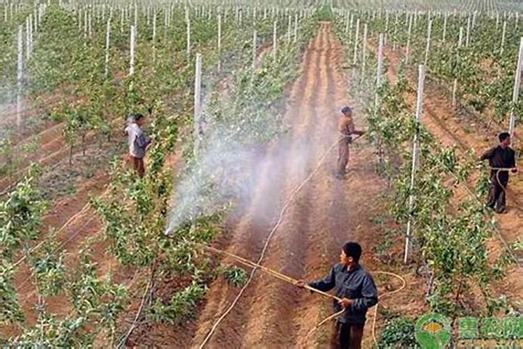 碳肥是什么肥料