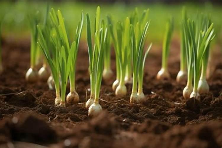 大蒜出苗后用什么肥料追肥