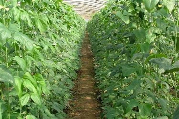 硫酸二氢钾喷叶过量会怎样