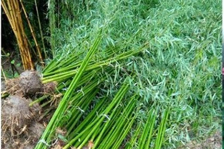 毛竹应该什么时候施肥