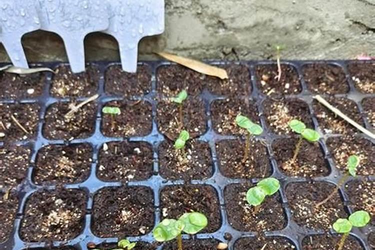 种植大葱的时候,应该如何施肥才能高产？