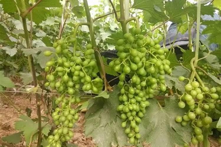 葡萄树施什么肥料最好
