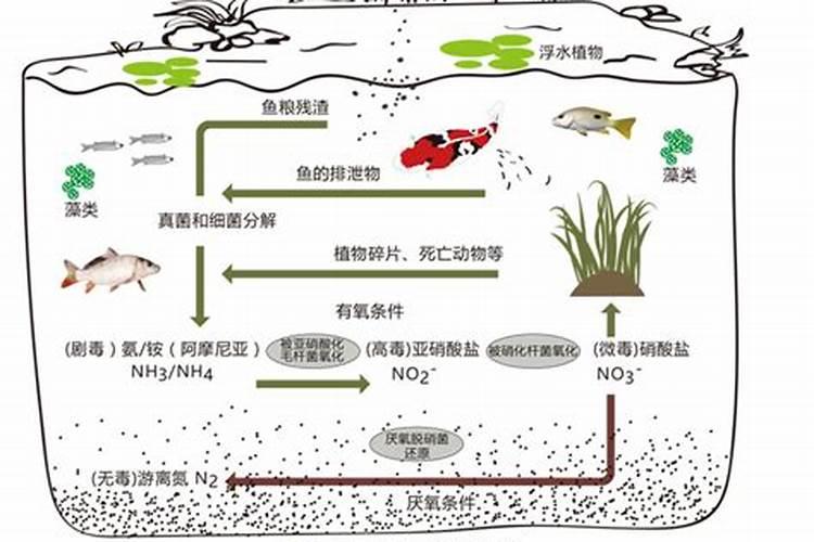 什么东西含磷可以做肥料、在家怎样自制磷肥
