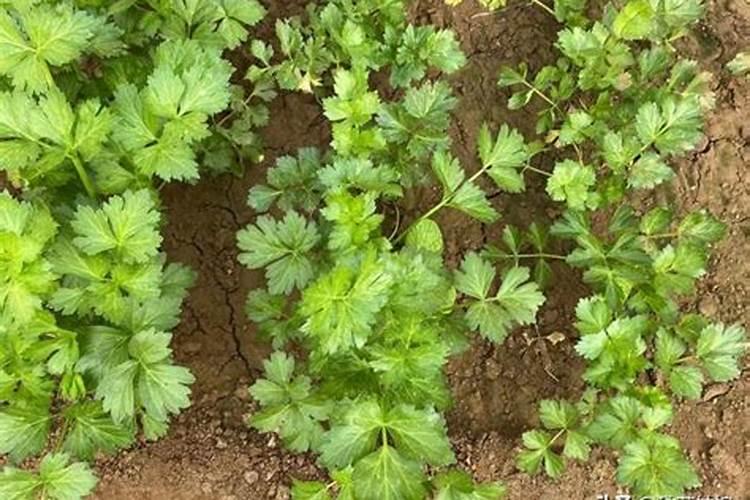 芹菜施肥技术要点有哪些？