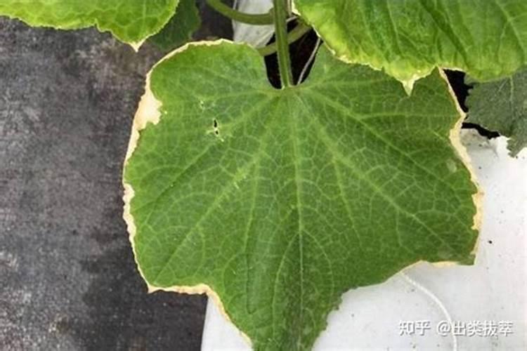 种南瓜怎么样施肥好？