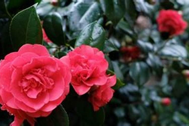 促进茶花开花施什么肥