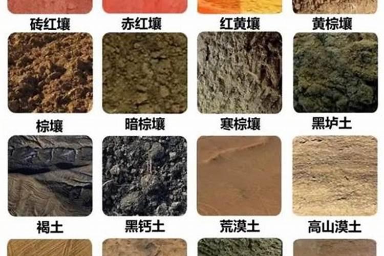 黄土地适合种什么品种的葡萄？