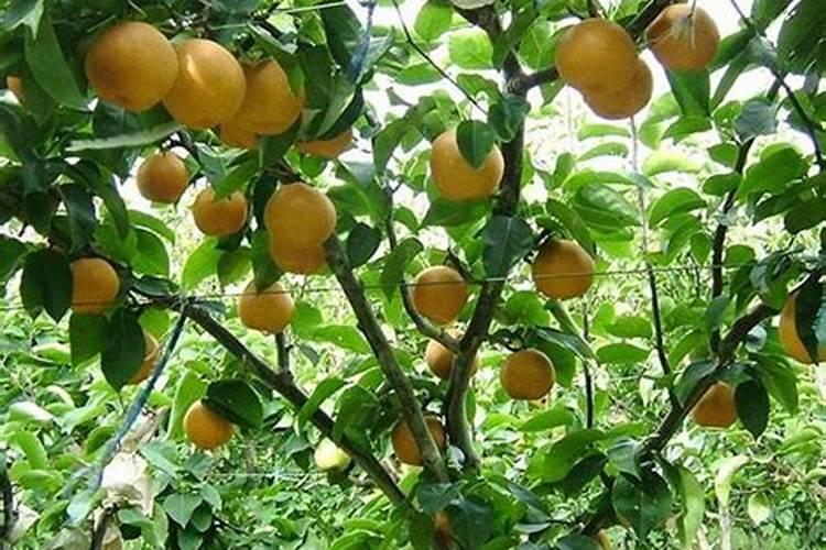 自制花肥没有红糖白糖放蜂蜜可以吗？