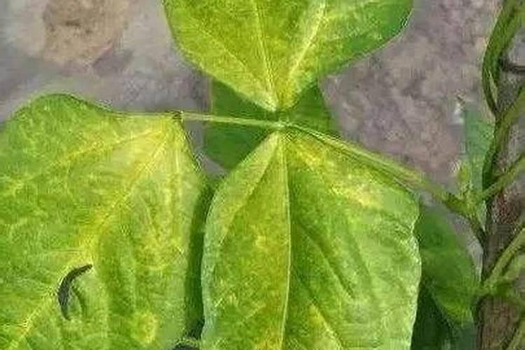 什么植物叶面肥变绿最快