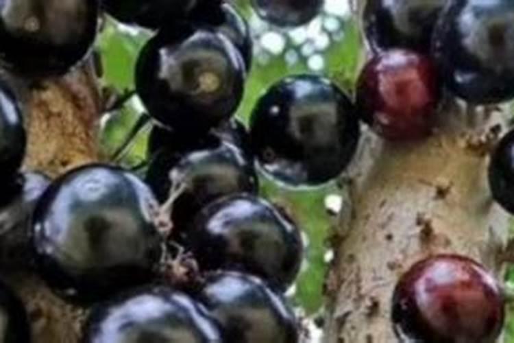 夏天如何种嘉宝果树苗