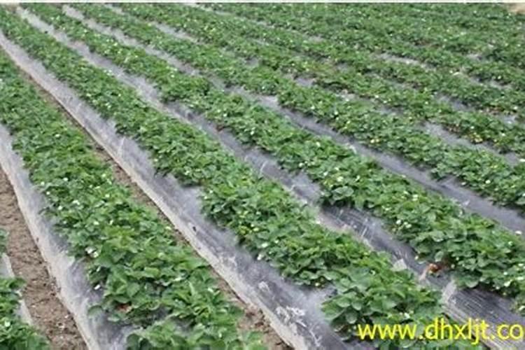 豆粕如何发酵做肥料