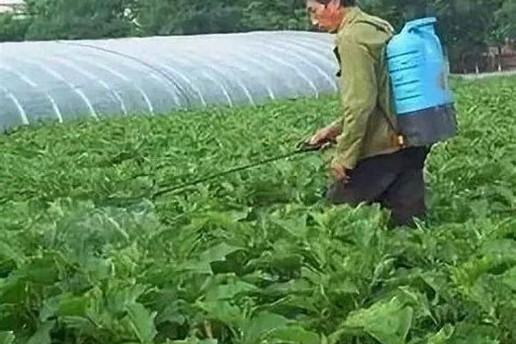 芦笋长的太细喷施叶面肥有效果吗