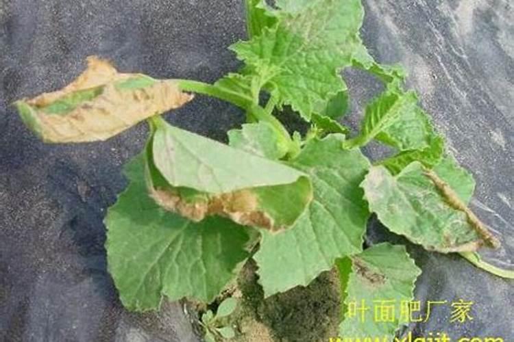 种植又香又甜的甜瓜施肥技巧