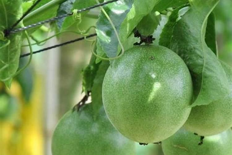 百香果施肥方案