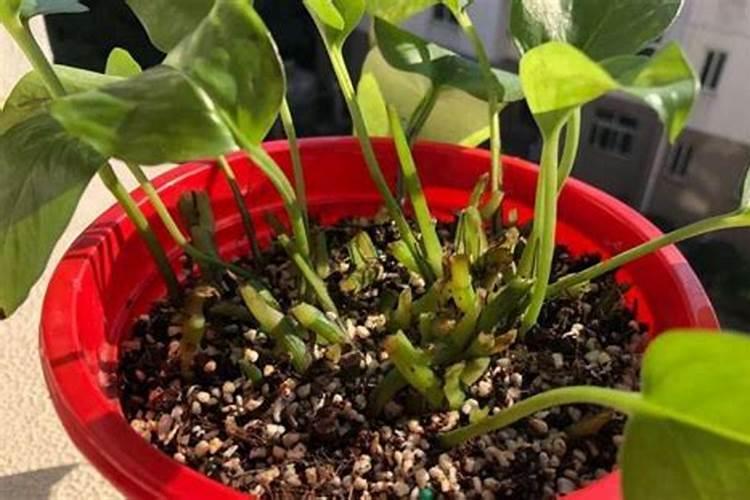 买花送的肥料可以用吗