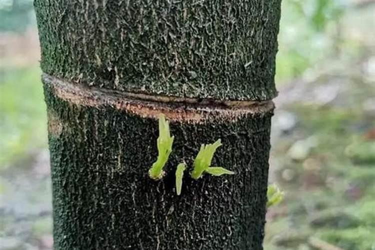 砂糖橘环割后多久适宜施肥施什么肥？