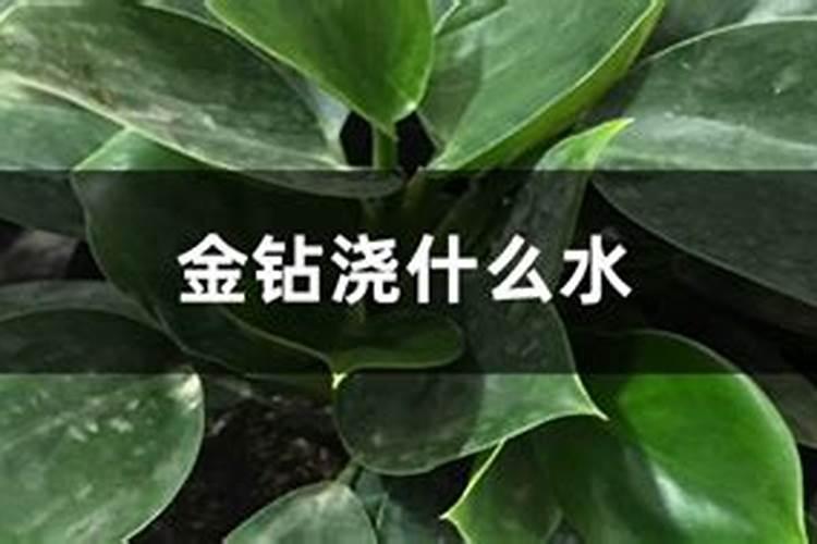 含腐植酸水溶肥树木怎么用