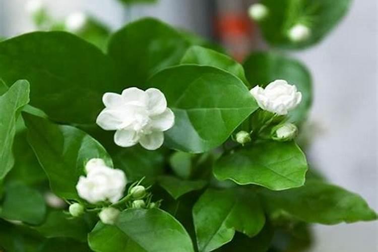 茉莉花冬天要施什么肥