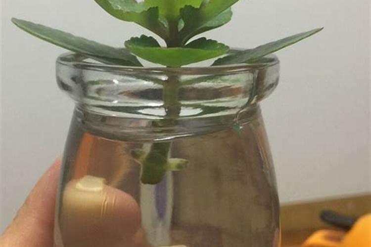 长寿花施什么肥最好