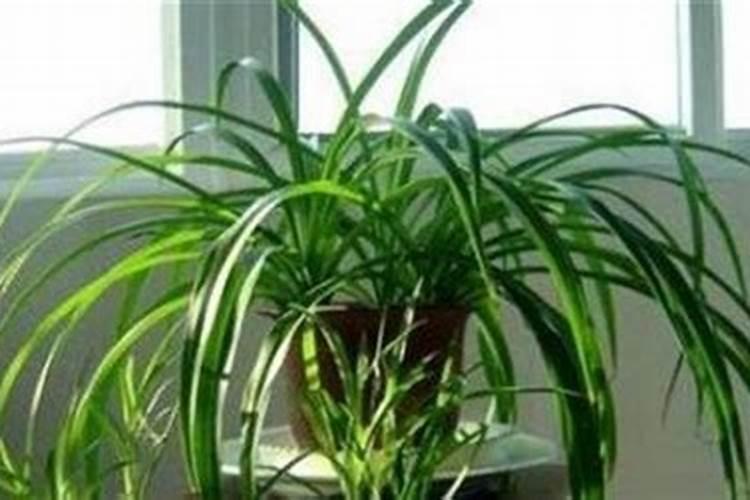 吊兰移盆后多久可以浇肥