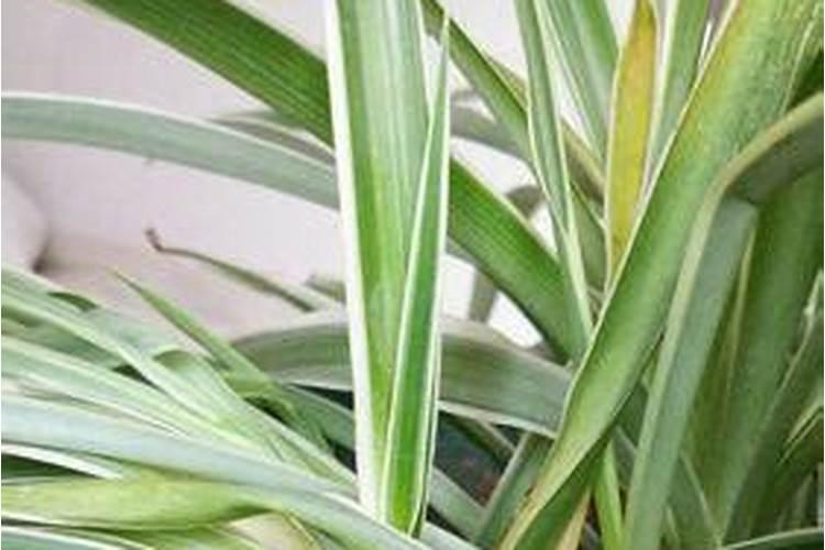 吊兰冬天用哪些肥