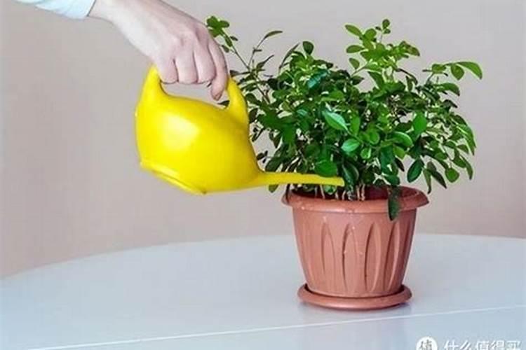 茶梅花施什么肥最好