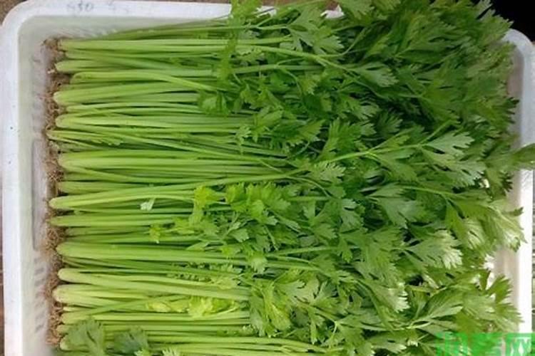 芹菜浇水冲施什么肥料