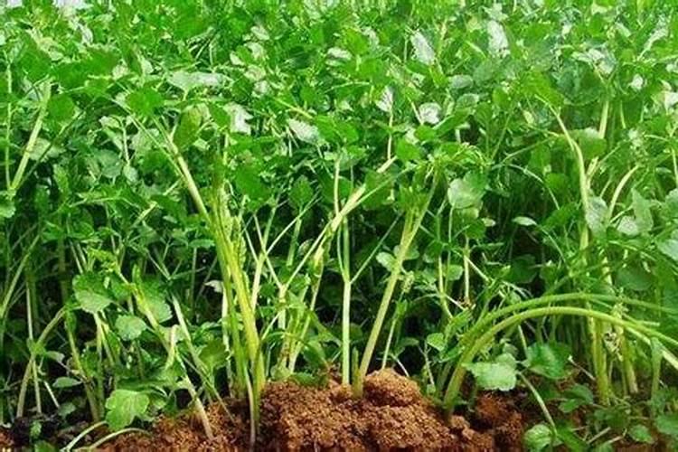 八仙果的功效与作用 八仙果的禁忌