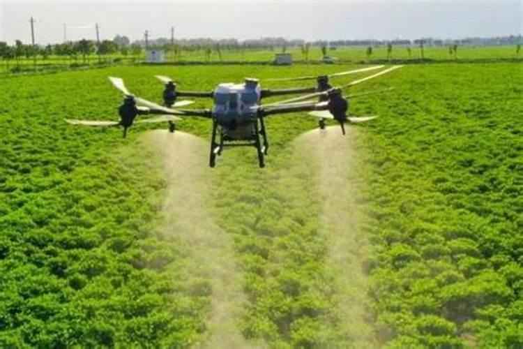 谷子最后喷施叶面肥什么时候好