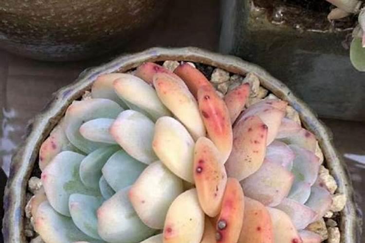 多肉肥料哪种好