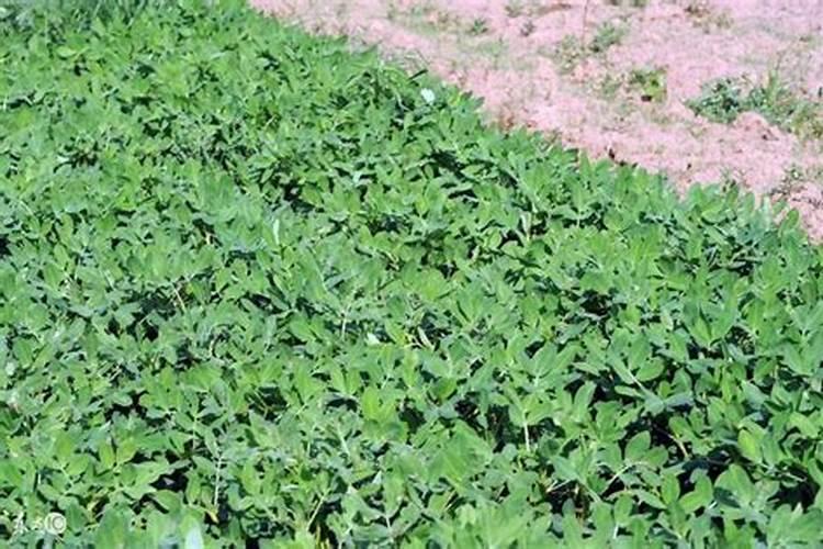 向日葵适合施什么肥