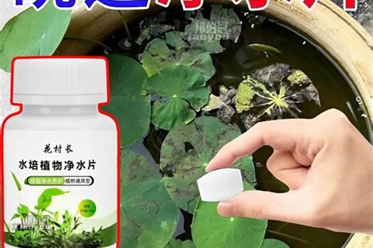 荷花水养需要注意什么？