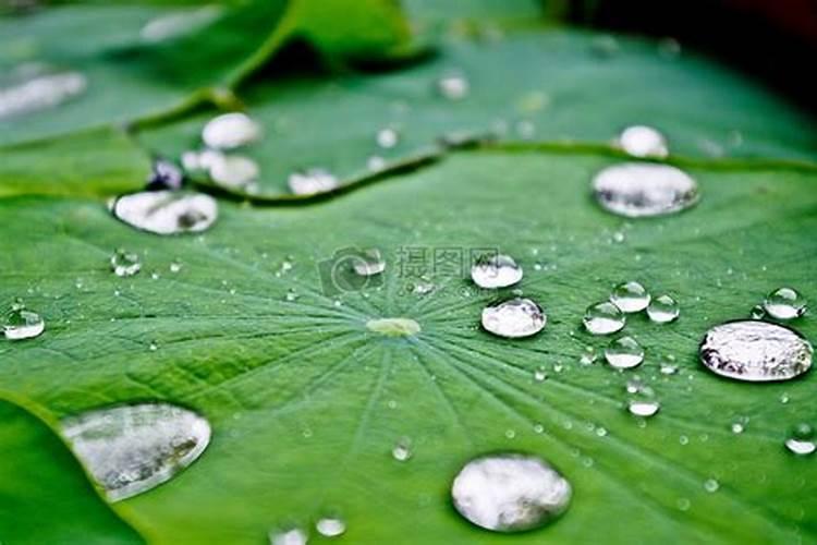 盆栽荷花枯萎了怎么办