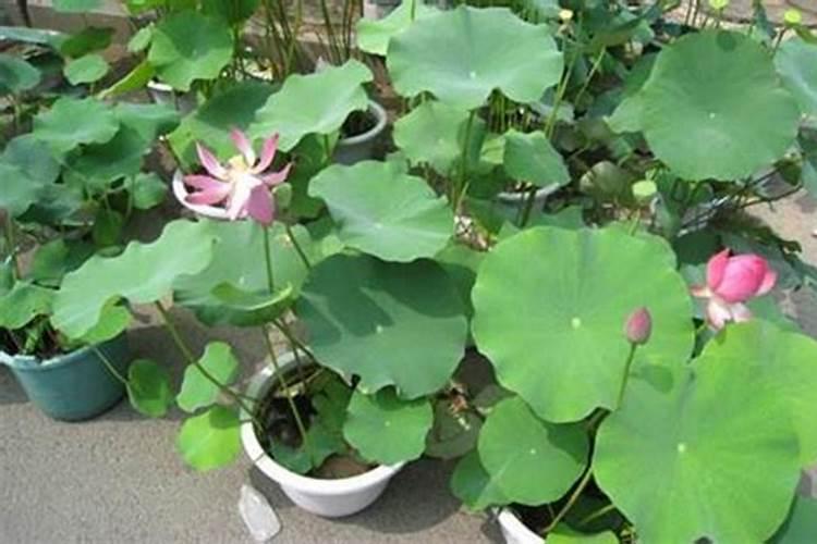 荷花施肥方法,用什么肥好