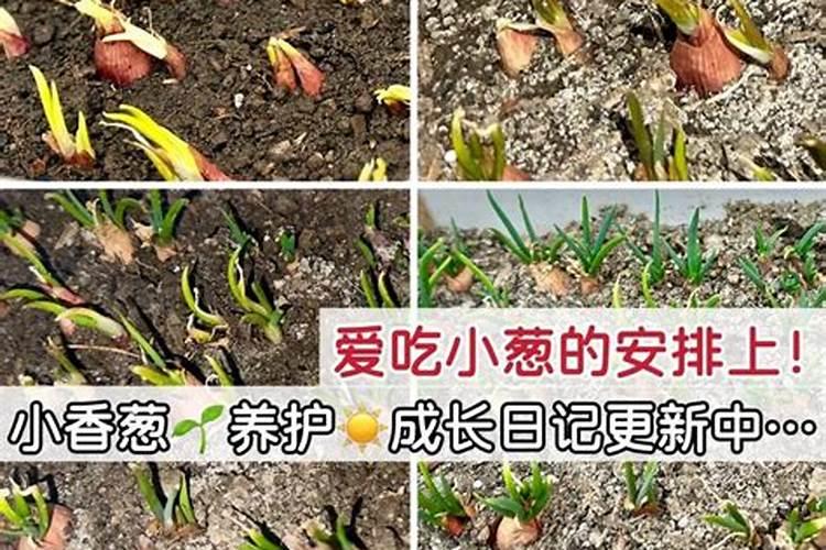 水稻什么时期施硅肥水稻施硅肥的时间