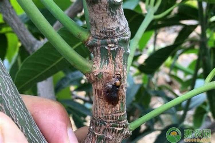 芒果结果期追施用的肥料？芒果保花保果用什么化肥好？